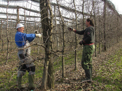 radnici iz župskog Aleksandrovca radnici iz župskog Aleksandrovca