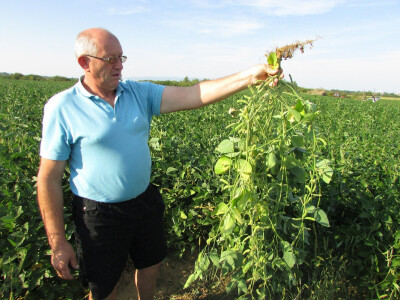 Soja je za sdada rodna