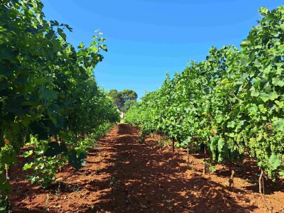 AgroChem Maks - dani polja AgroChem Maks - dani polja