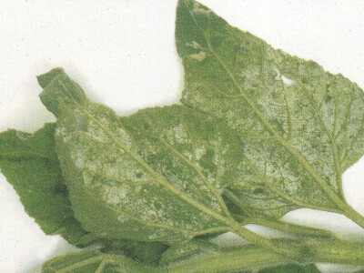 Plamenjača suncokreta Plamenjača suncokreta