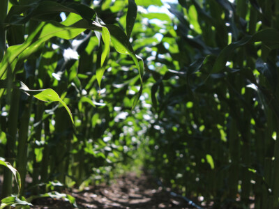 Kukuruz odlično napreduje