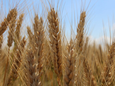 Pšenica