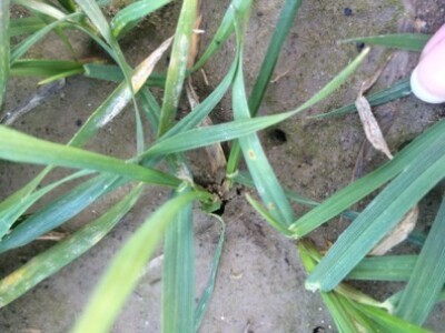 Hrđa na pšenici, Koprivnički Bregi, 16.01.2015.