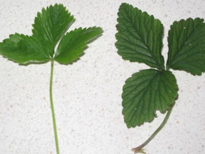 Lijevo list šumske jagode, desno list lažne jagode Lijevo list šumske jagode, desno list lažne jagode