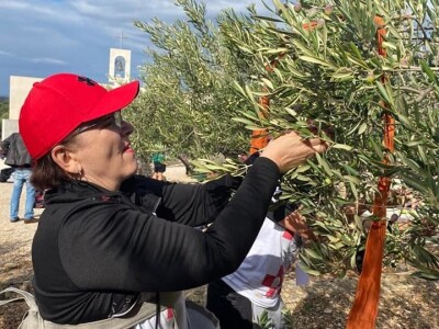 4. Svjetsko prvenstvo u branju maslina