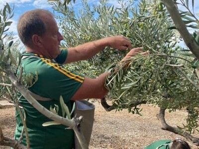 4. Svjetsko prvenstvo u branju maslina