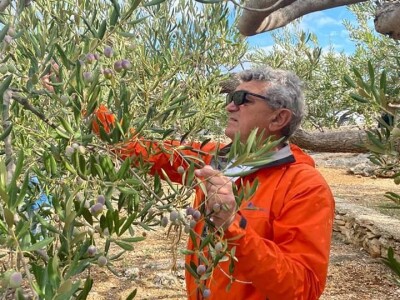 4. Svjetsko prvenstvo u branju maslina