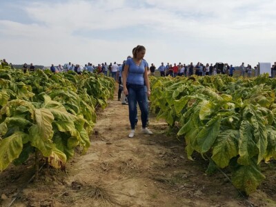 19. Dani polja duhana, Hrvatski duhani