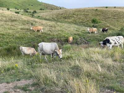 Tešija … ne objaviti još