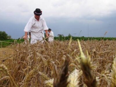 Vršidba u Staroj Subockoj