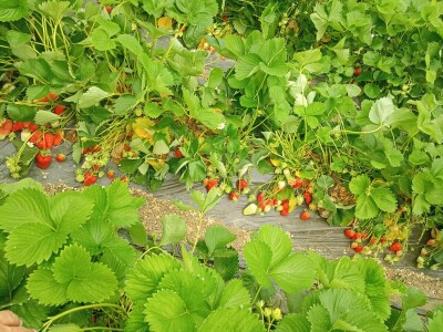 Sanel Šuša - Zenica