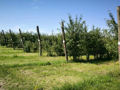 Radionica DANH-a na OPG Stipino u Čemincu