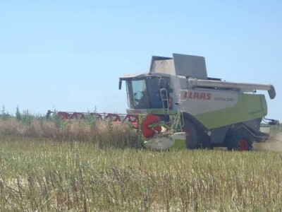 Claas Lexion 570 - žetva uljane repice