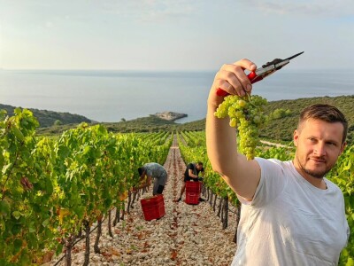 Berba grožđa u Dalmaciji