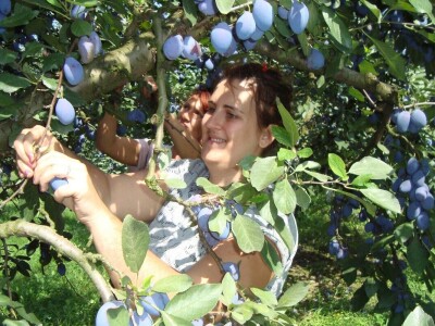 46. međunarodni sajam poljoprivrede i prehrambene industrije Sajam šljive