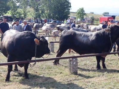 46. Regionalna stočna izložba u Gacku