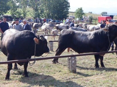 46. Regionalna stočna izložba u Gacku 46. Regionalna stočna izložba u Gacku