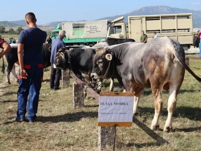 46. Regionalna stočna izložba u Gacku