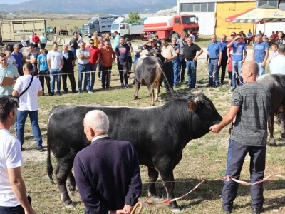46. Regionalna stočna izložba u Gacku