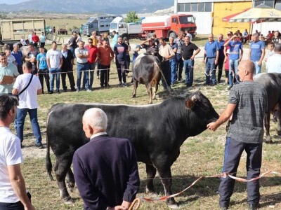 46. Regionalna stočna izložba u Gacku 46. Regionalna stočna izložba u Gacku