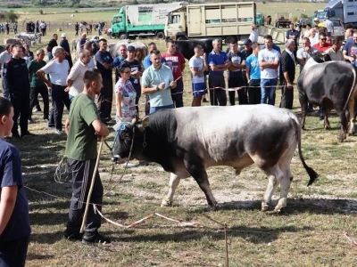 46. Regionalna stočna izložba u Gacku