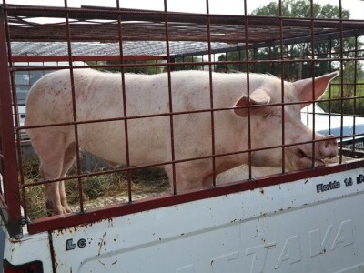 46. Regionalna stočna izložba u Gacku 46. Regionalna stočna izložba u Gacku