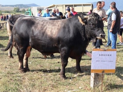 46. Regionalna stočna izložba u Gacku 46. Regionalna stočna izložba u Gacku