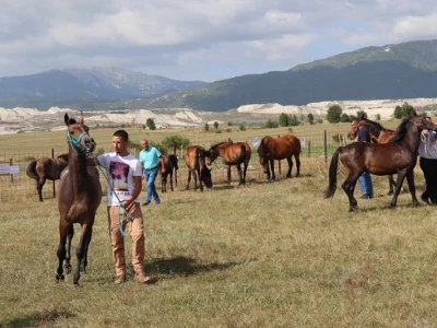 46. Regionalna stočna izložba u Gacku