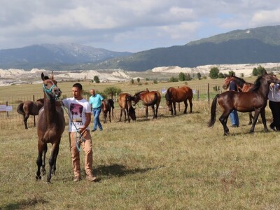 46. Regionalna stočna izložba u Gacku 46. Regionalna stočna izložba u Gacku
