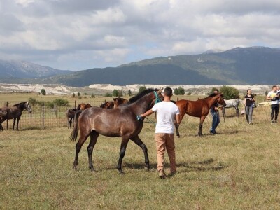 46. Regionalna stočna izložba u Gacku 46. Regionalna stočna izložba u Gacku