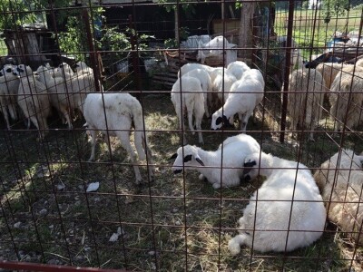 46. Regionalna stočna izložba u Gacku 46. Regionalna stočna izložba u Gacku