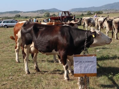 46. Regionalna stočna izložba u Gacku 46. Regionalna stočna izložba u Gacku