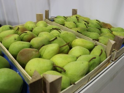 46. sajam šljive u Gradačcu