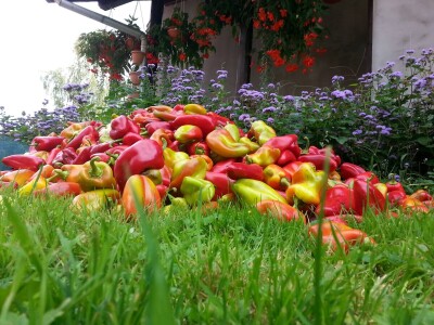 EOPG Knezić Lepa Ves Donja Stubica