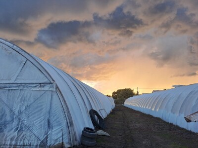 Szentesi paprike i rajčice ponos su Mađarske