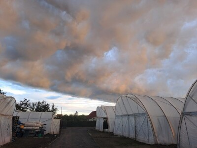 Szentesi paprike i rajčice ponos su Mađarske
