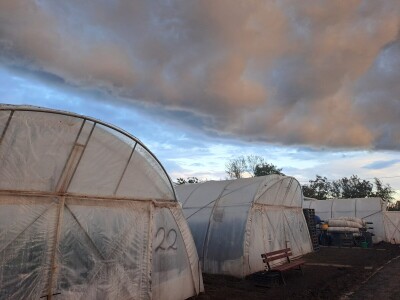 Szentesi paprike i rajčice ponos su Mađarske
