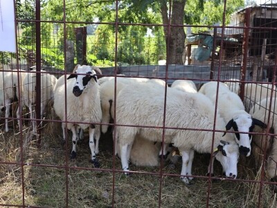 47. Regionalna stočna izložba priplodnih grla goveda, ovaca i konja