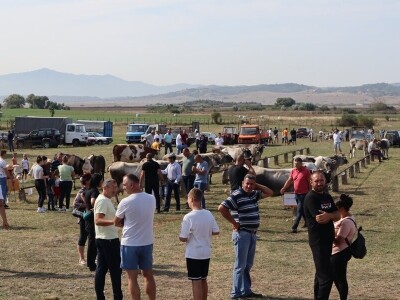 47. Regionalna stočna izložba priplodnih grla goveda, ovaca i konja