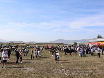 47. Regionalna stočna izložba priplodnih grla goveda, ovaca i konja