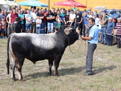 47. Regionalna stočna izložba priplodnih grla goveda, ovaca i konja