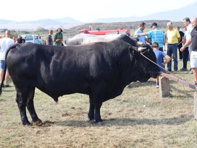 47. Regionalna stočna izložba priplodnih grla goveda, ovaca i konja