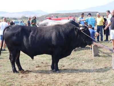 47. Regionalna stočna izložba priplodnih grla goveda, ovaca i konja