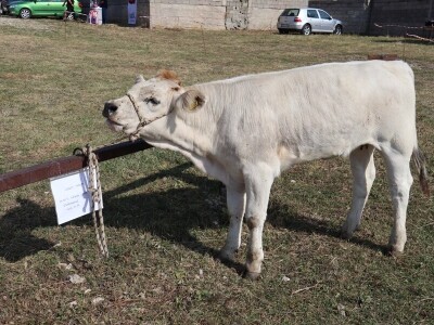 47. Regionalna stočna izložba priplodnih grla goveda, ovaca i konja