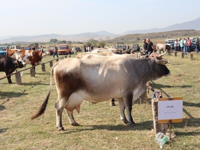 47. Regionalna stočna izložba priplodnih grla goveda, ovaca i konja