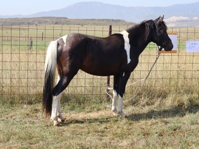 47. Regionalna stočna izložba priplodnih grla goveda, ovaca i konja