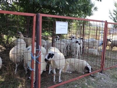 47. Regionalna stočna izložba priplodnih grla goveda, ovaca i konja