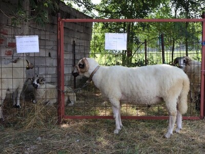 47. Regionalna stočna izložba priplodnih grla goveda, ovaca i konja