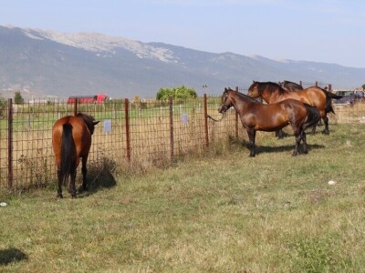 47. Regionalna stočna izložba priplodnih grla goveda, ovaca i konja
