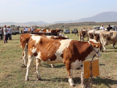 47. Regionalna stočna izložba priplodnih grla goveda, ovaca i konja